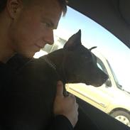 Amerikansk staffordshire terrier Zafira