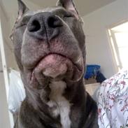 Amerikansk staffordshire terrier Zafira