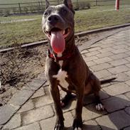 Amerikansk staffordshire terrier Zafira