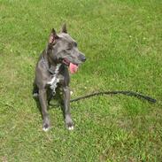 Amerikansk staffordshire terrier Zafira