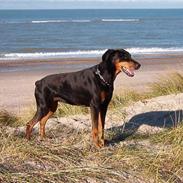 Dobermann Drakens Gianni de Ylang R