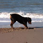 Dobermann Drakens Gianni de Ylang R