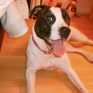 Amerikansk bulldog Sheila