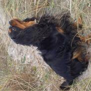 Cavalier king charles spaniel Karla (kaldenavn)