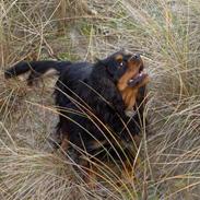 Cavalier king charles spaniel Karla (kaldenavn)