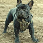 Fransk bulldog Blance Noir´s ~Ymer~