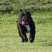 Fransk bulldog Blance Noir´s ~Ymer~