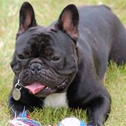 Fransk bulldog Blance Noir´s ~Ymer~