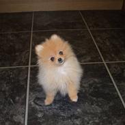 Pomeranian Trille