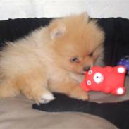 Pomeranian Trille