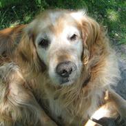 Golden retriever Rocky Hektor Du er elsket og savnte skat