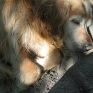 Golden retriever Rocky Hektor Du er elsket og savnte skat