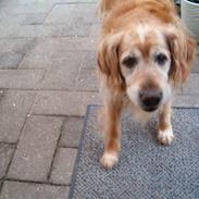 Golden retriever Rocky Hektor Du er elsket og savnte skat