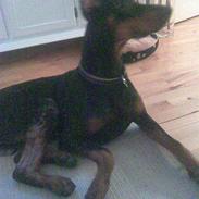 Dobermann jicko