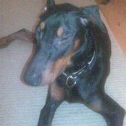 Dobermann jicko