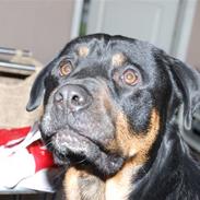 Blanding af racer - Ozzi