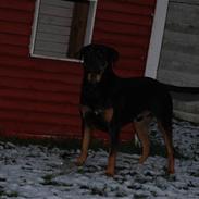 Blanding af racer - Ozzi