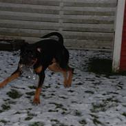 Blanding af racer - Ozzi