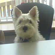 West highland white terrier Ronja (Solo)  R.I.P