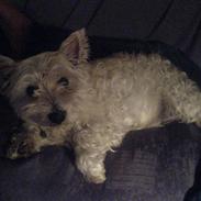 West highland white terrier Ronja (Solo)  R.I.P