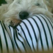 West highland white terrier Ronja (Solo)  R.I.P