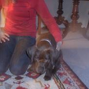 Labrador retriever Lady R.I.P :'(
