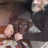 Labrador retriever Lady R.I.P :'(