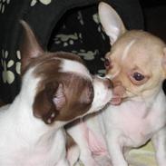 Chihuahua Coco & Molly