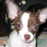 Chihuahua Coco & Molly