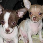 Chihuahua Coco & Molly