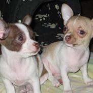 Chihuahua Coco & Molly