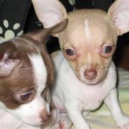 Chihuahua Coco & Molly