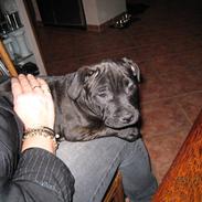 Staffordshire bull terrier Louis