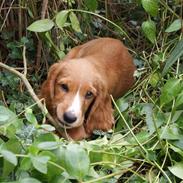 Cocker spaniel Louie