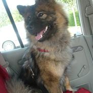 Eurasier Skovagergaards Bodil