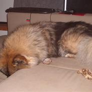 Eurasier Skovagergaards Bodil