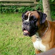 Boxer Buster *R.I.P*