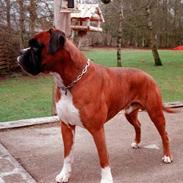 Boxer Buster *R.I.P*