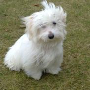 Coton de tulear Freja