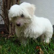 Coton de tulear Freja