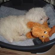 Coton de tulear Freja