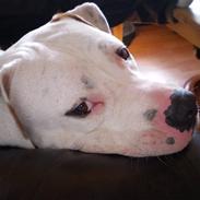 Amerikansk bulldog ZAZU