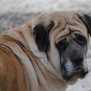 Mastiff Stiff