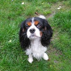Cavalier king charles spaniel | Pondus
