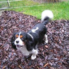Cavalier king charles spaniel | Pondus