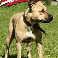 Amerikansk staffordshire terrier *UniQue* <3 Himmelhund <3