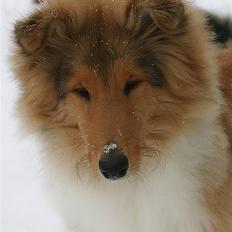 Collie langhåret ADIOR ROLLS ROYCE