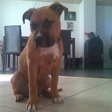 Amerikansk staffordshire terrier Malou *Solgt*