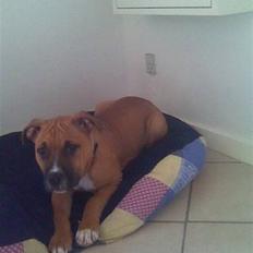 Amerikansk staffordshire terrier Malou *Solgt*