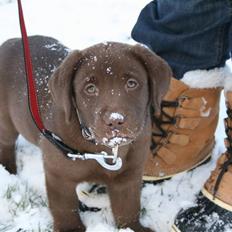 Labrador retriever Cookie